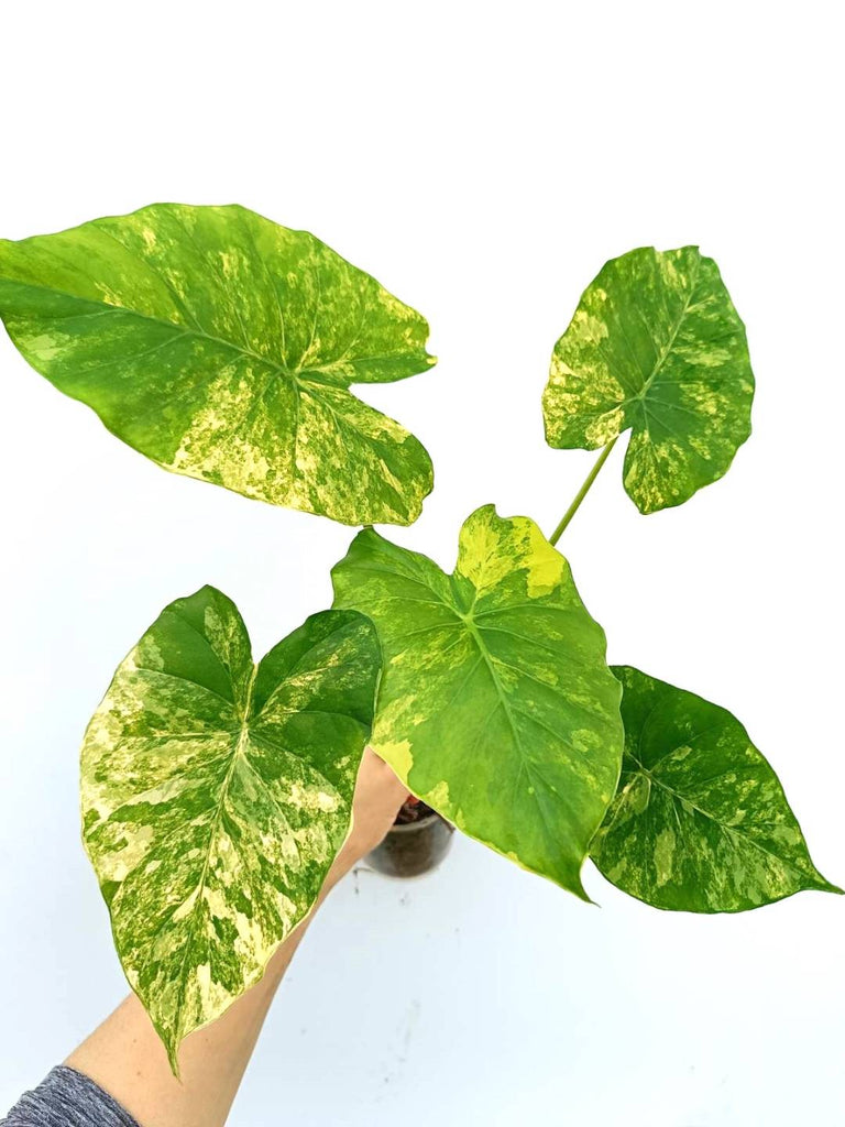 Alocasia odora variegata