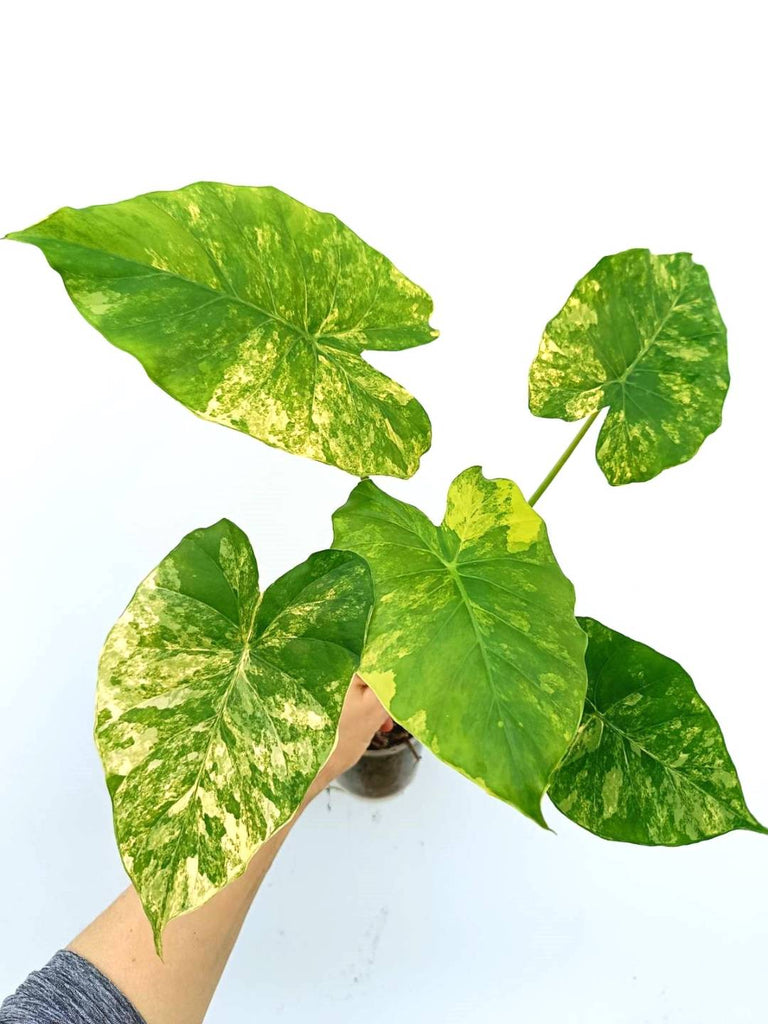 Alocasia odora variegata