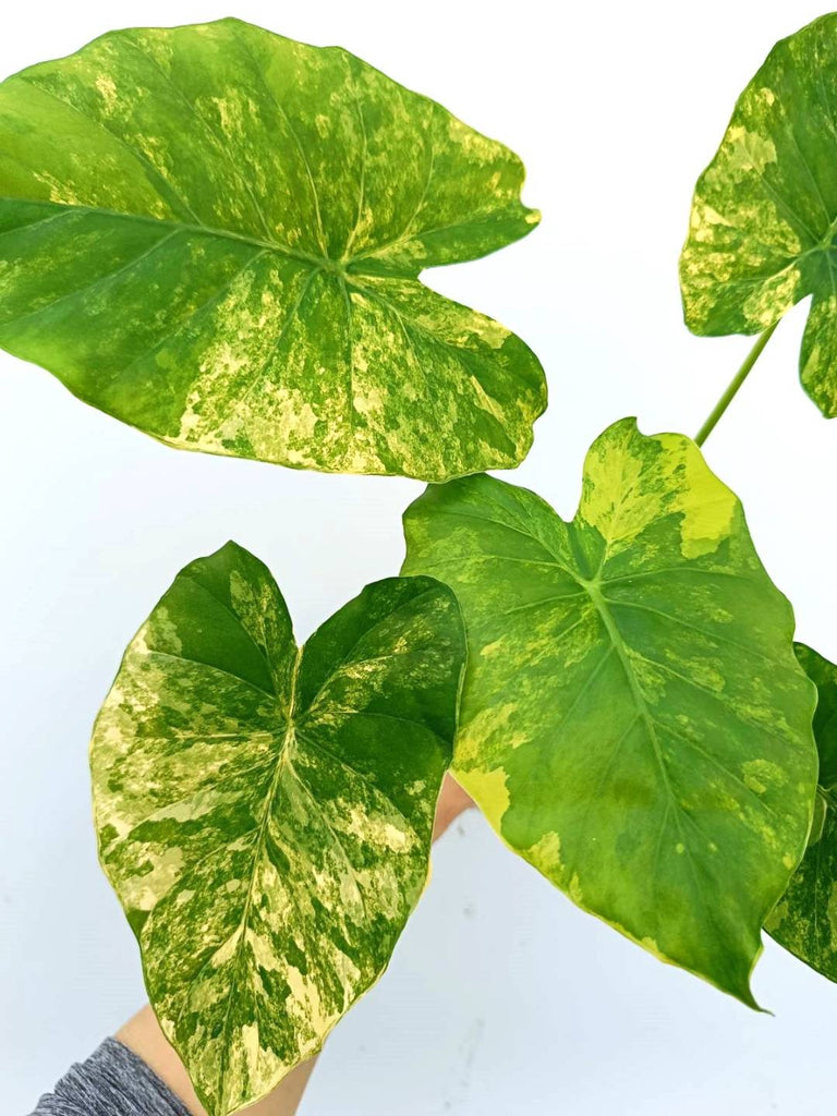 Alocasia odora variegata