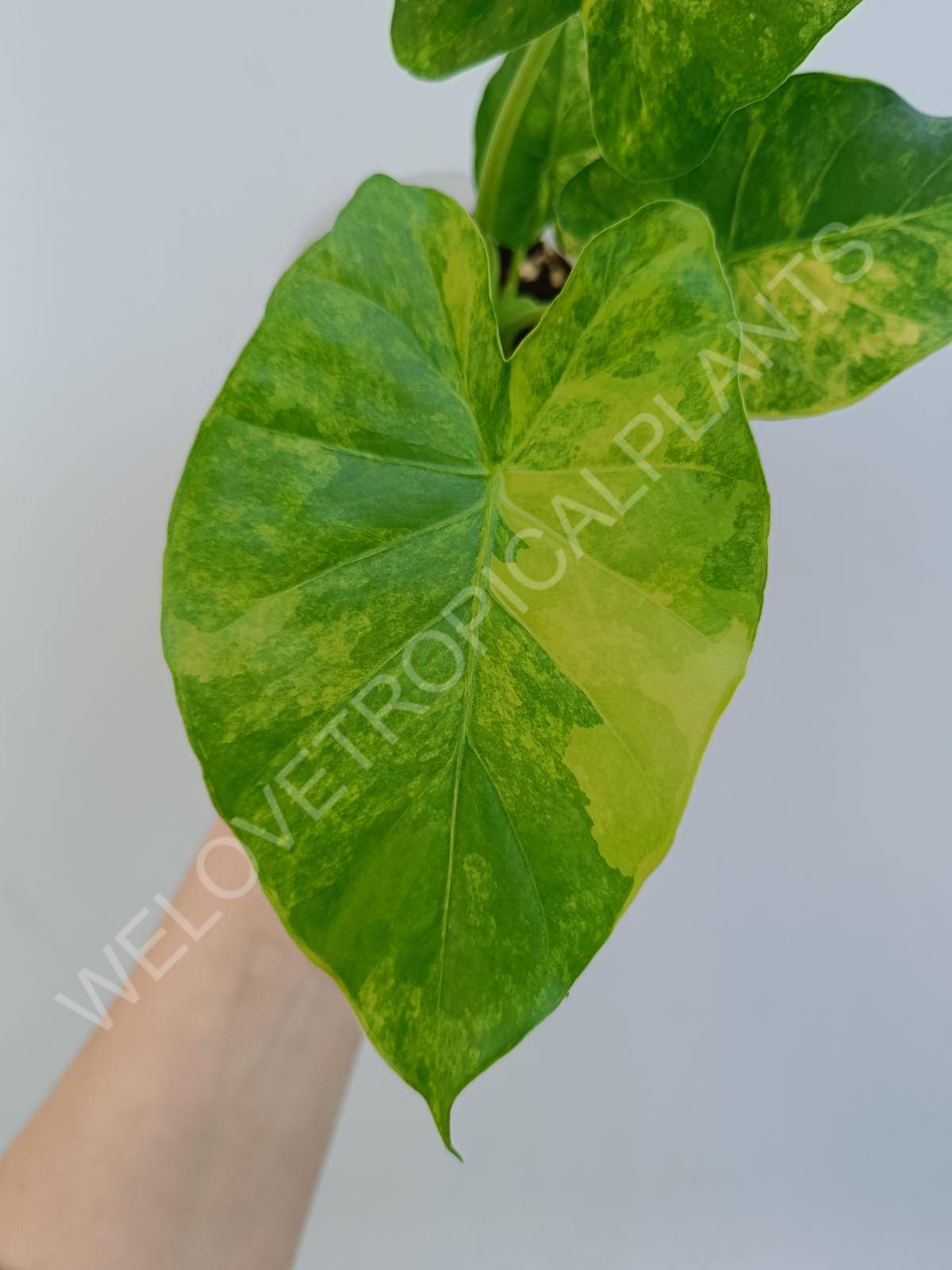 Alocasia odora aurea variegata