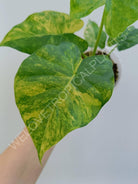 Alocasia odora aurea variegata