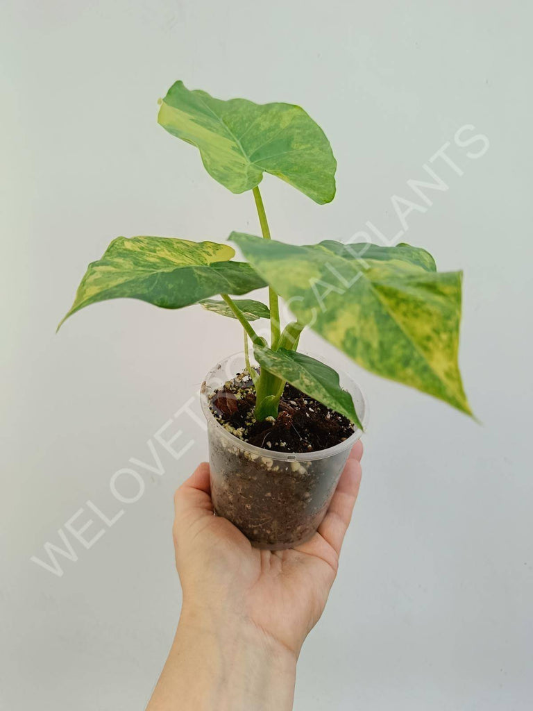 Alocasia odora aurea variegata