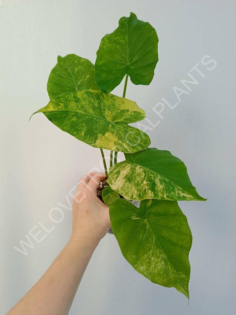 Alocasia odora aurea variegata