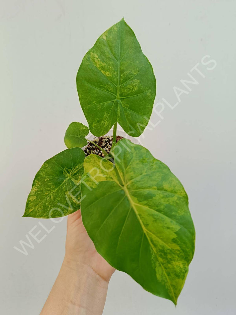 Alocasia odora aurea variegata