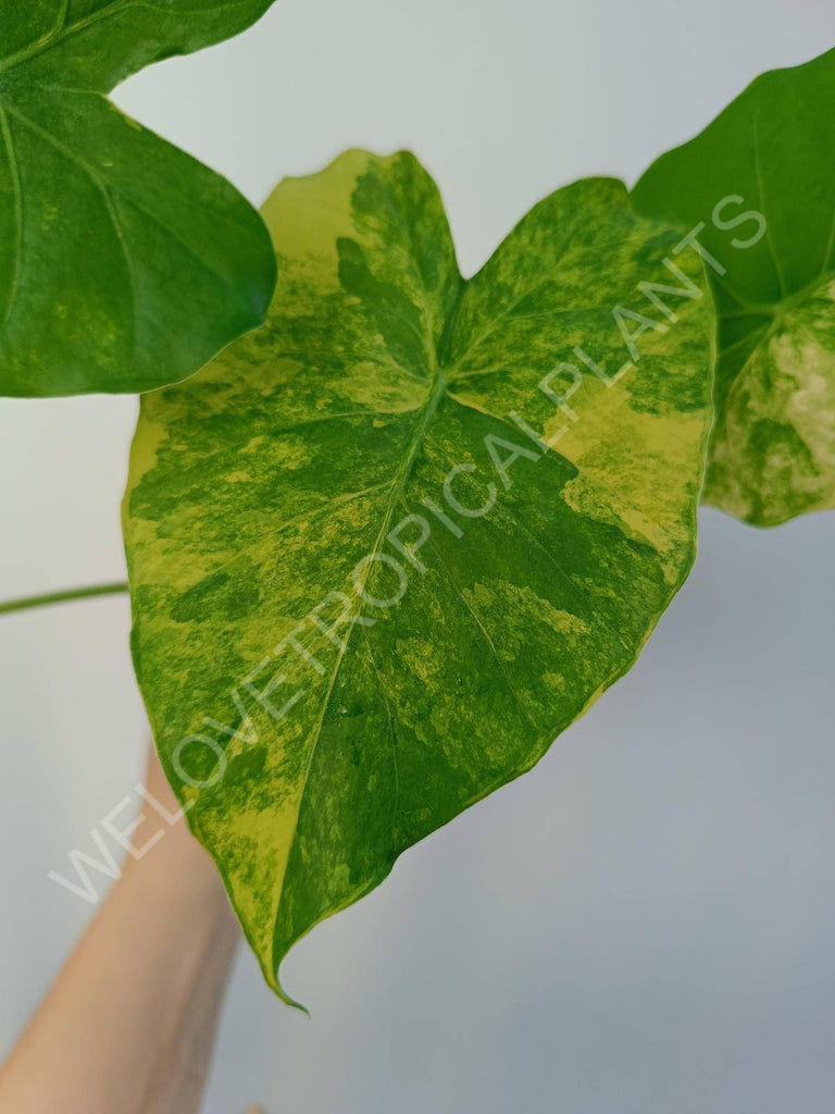 Alocasia odora aurea variegata