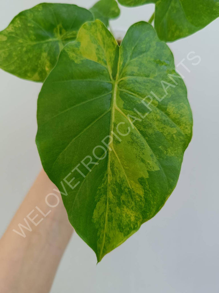 Alocasia odora aurea variegata