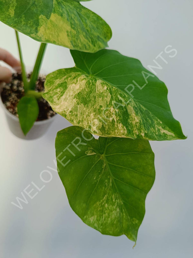 Alocasia odora aurea variegata