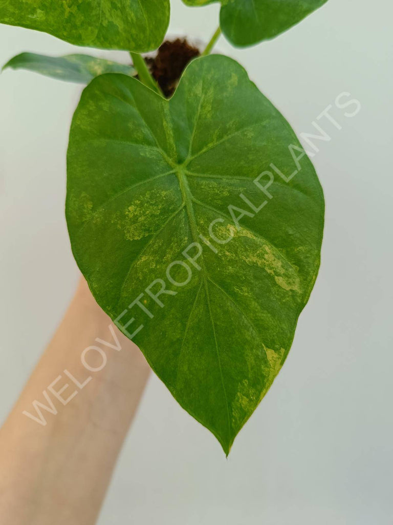 Alocasia odora aurea variegata