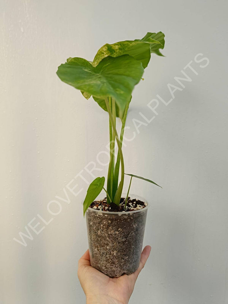 Alocasia odora aurea variegata