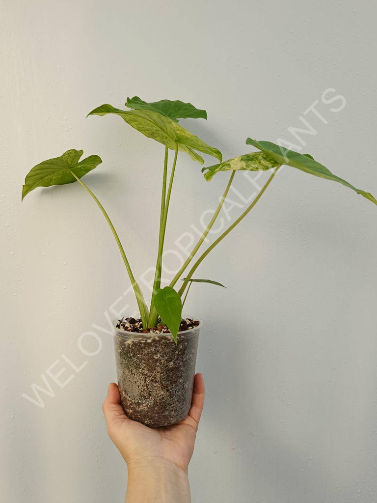 Alocasia odora aurea variegata