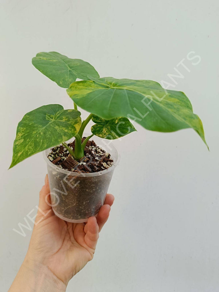 Alocasia odora aurea variegata