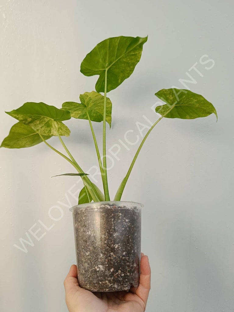 Alocasia odora aurea variegata