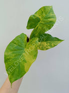 Alocasia odora aurea variegata