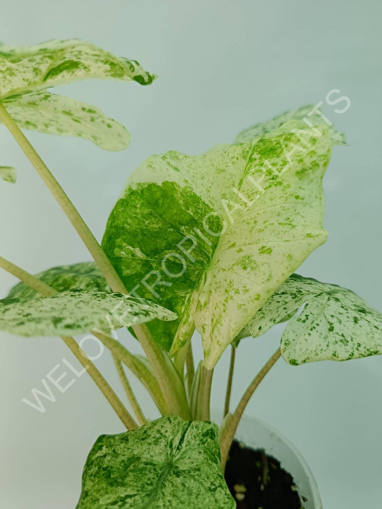 Alocasia macrorrhiza splash variegata