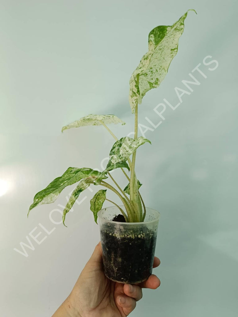 Alocasia macrorrhiza splash variegata