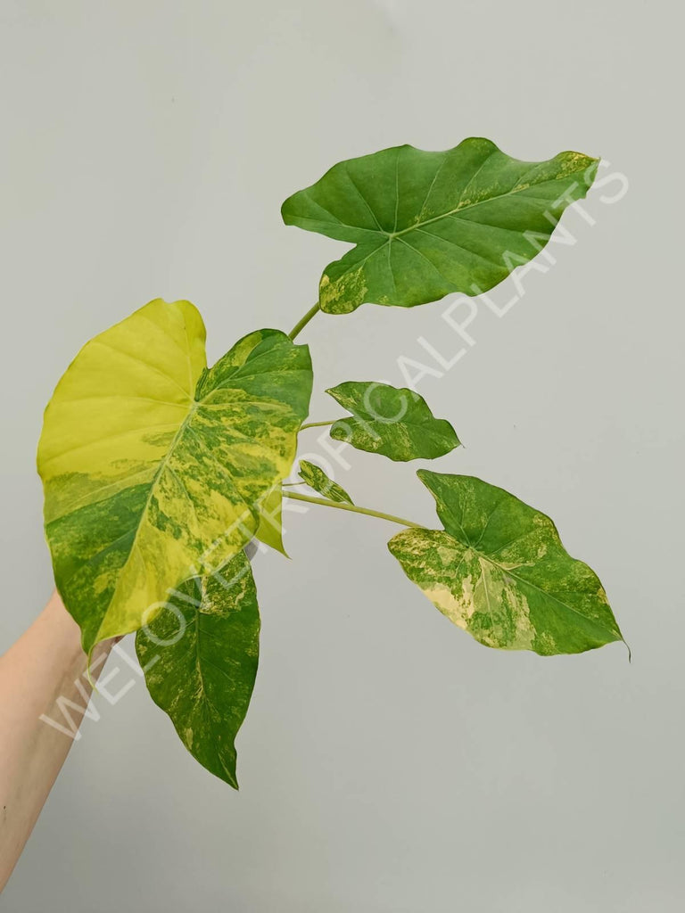 Alocasia odora gageana variegata aurea