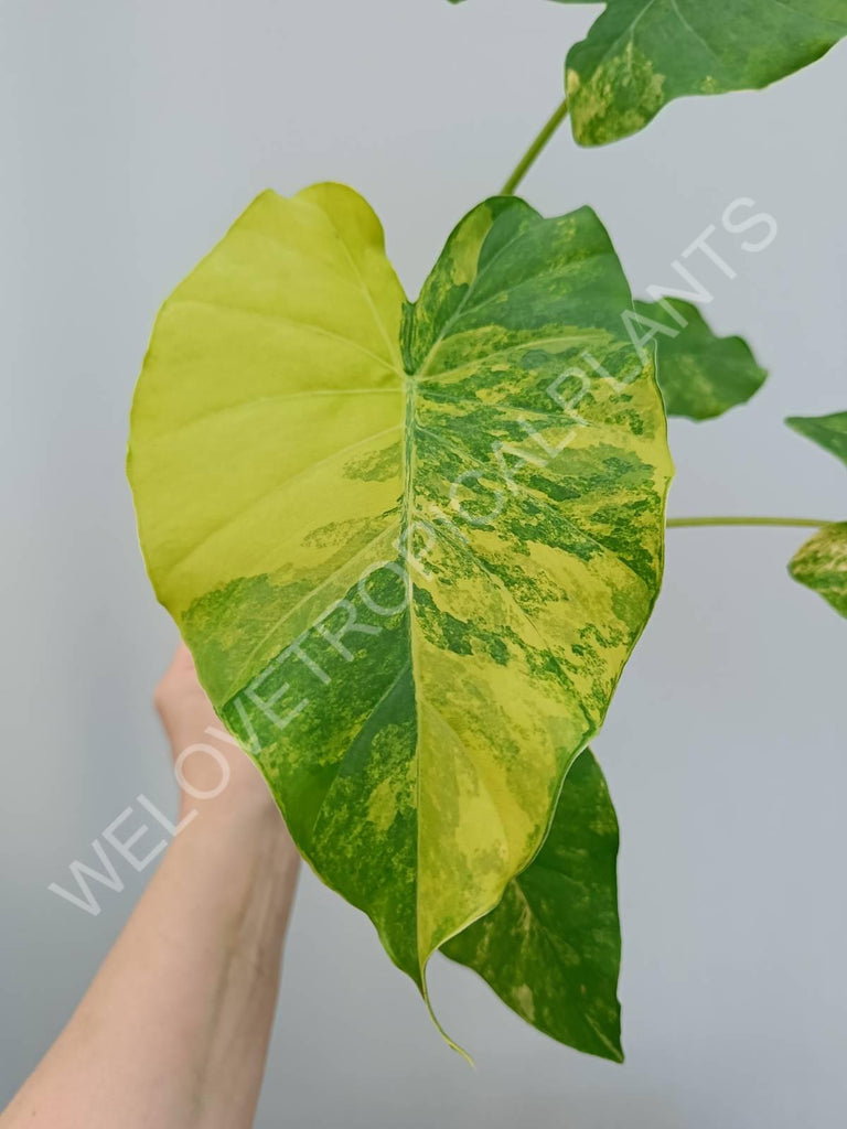 Alocasia odora gageana variegata aurea