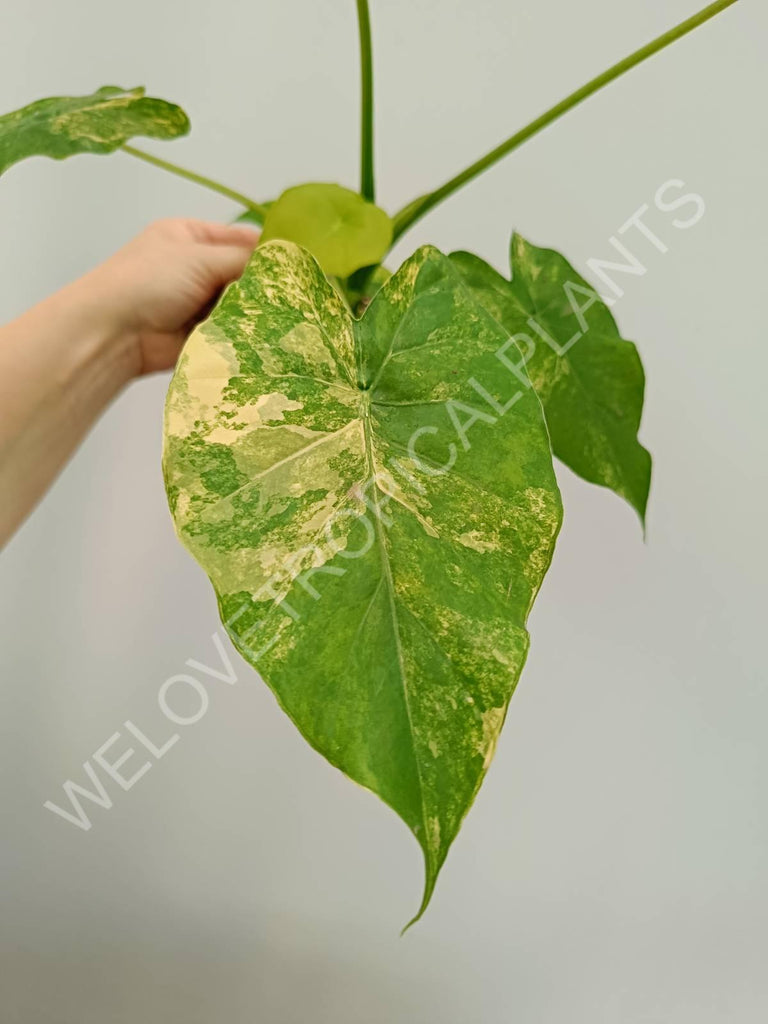 Alocasia odora gageana variegata aurea