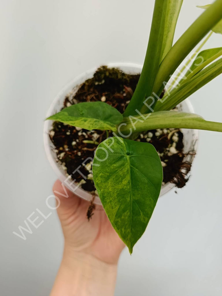 Alocasia odora gageana variegata aurea