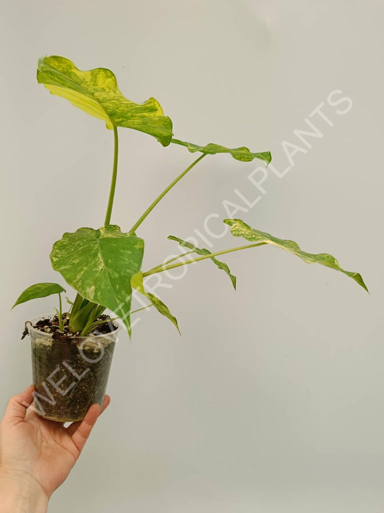 Alocasia odora gageana variegata aurea