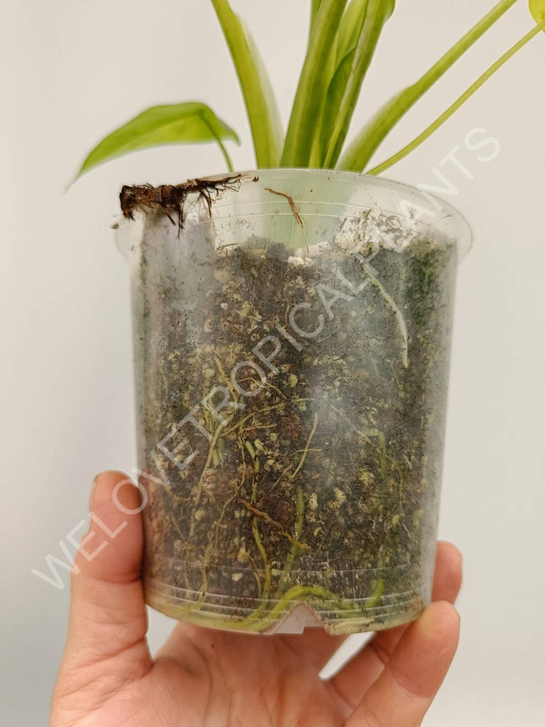 Alocasia odora gageana variegata aurea