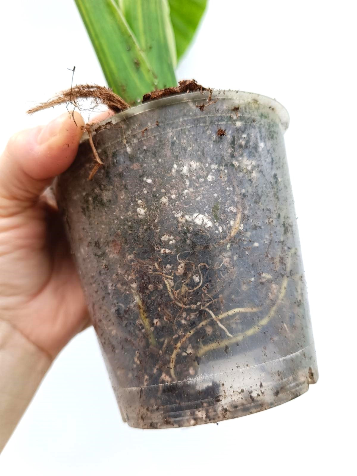 Alocasia odora variegata