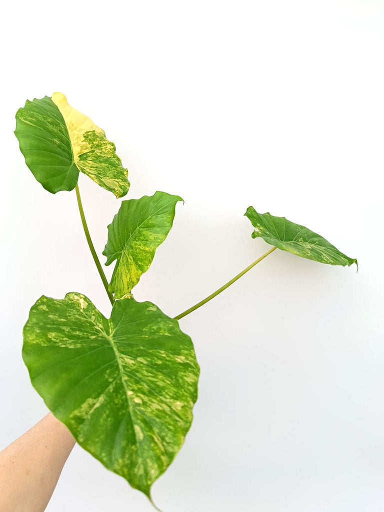 Alocasia odora variegata