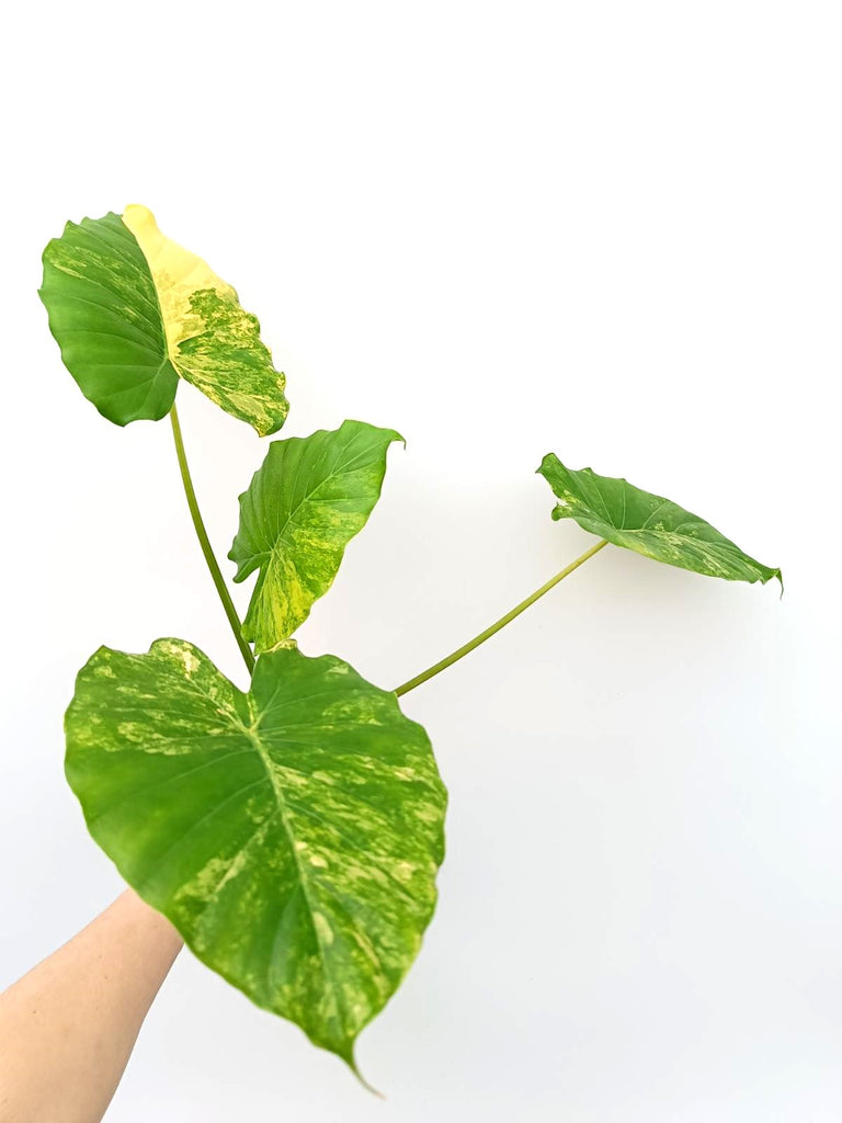 Alocasia odora variegata