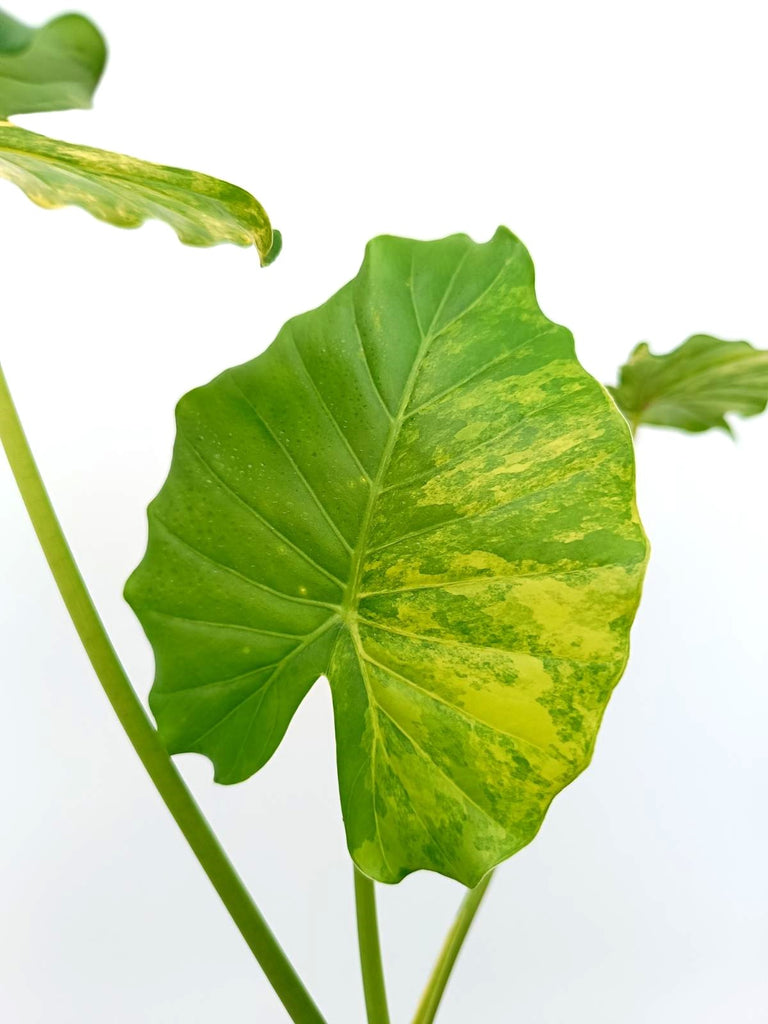 Alocasia odora variegata