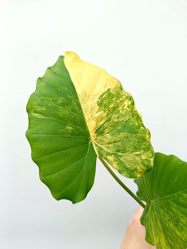 Alocasia odora variegata