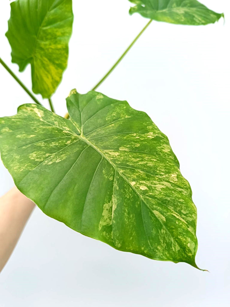 Alocasia odora variegata