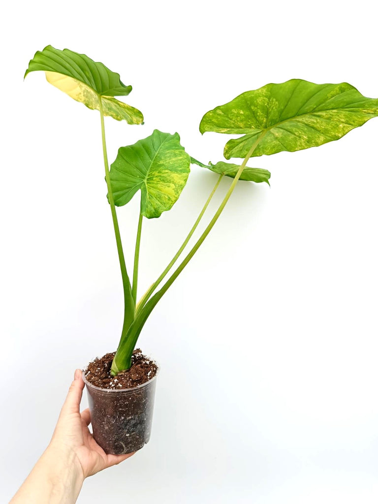 Alocasia odora variegata