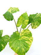 Alocasia odora variegata