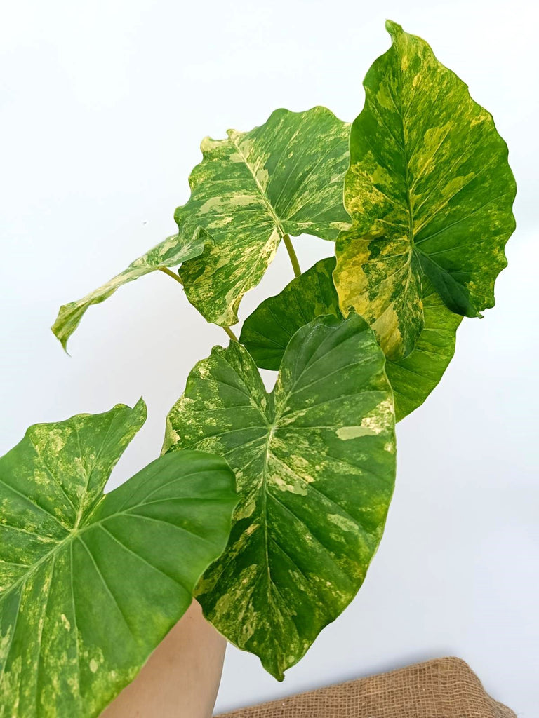 Alocasia odora variegata