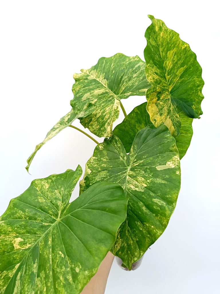 Alocasia odora variegata