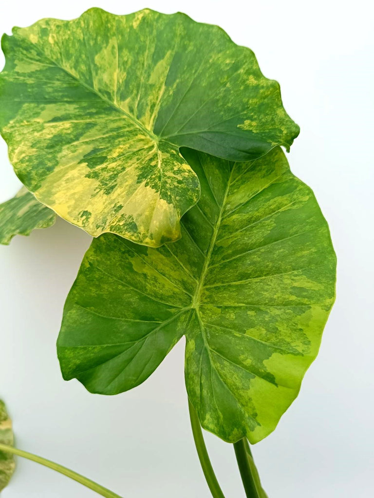 Alocasia odora variegata