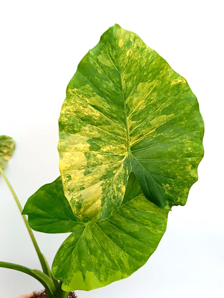 Alocasia odora variegata