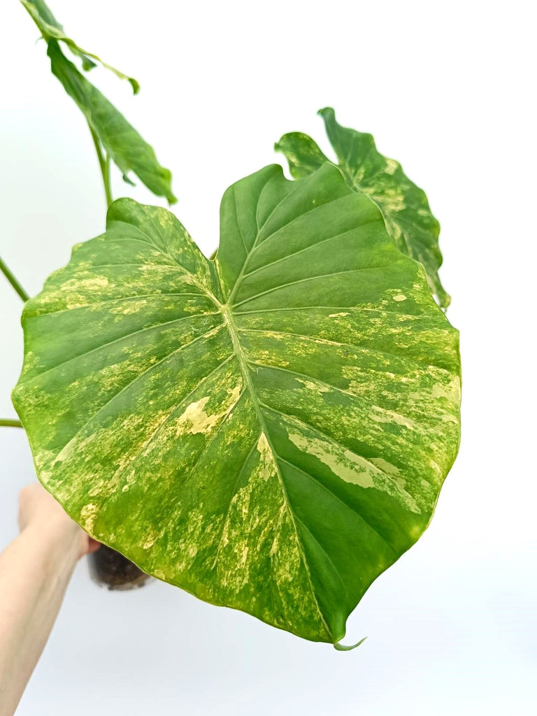 Alocasia odora variegata