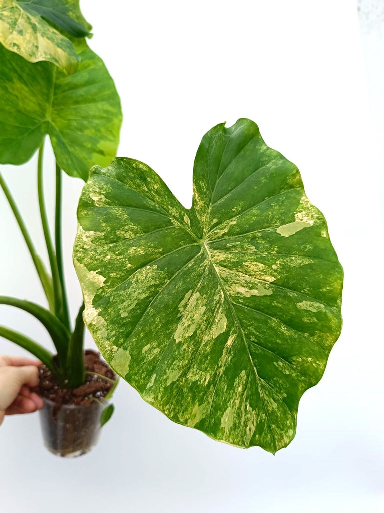 Alocasia odora variegata