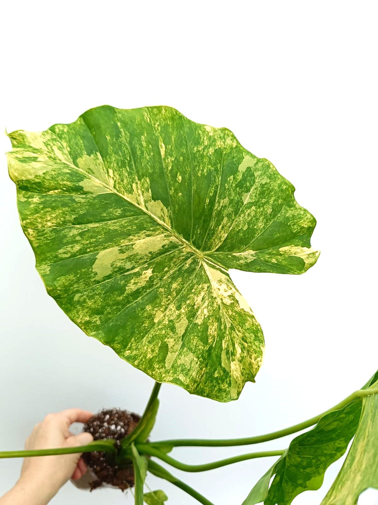 Alocasia odora variegata