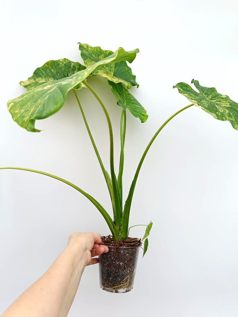 Alocasia odora variegata