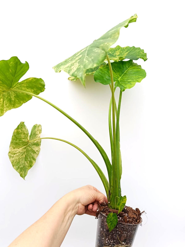 Alocasia odora variegata