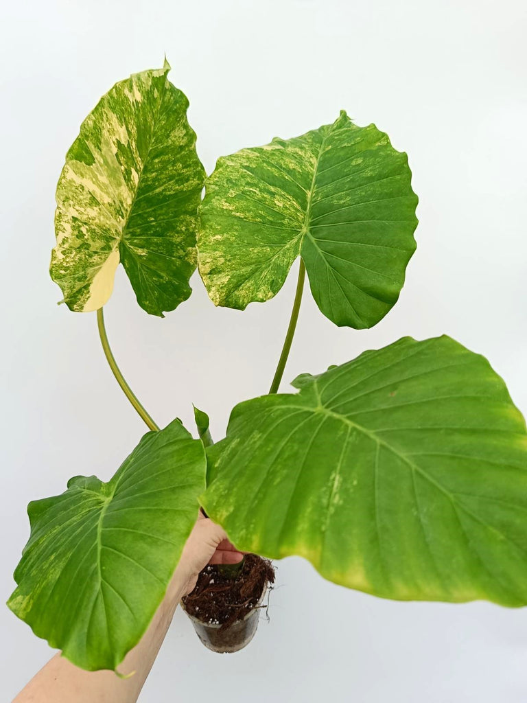 Alocasia odora variegata