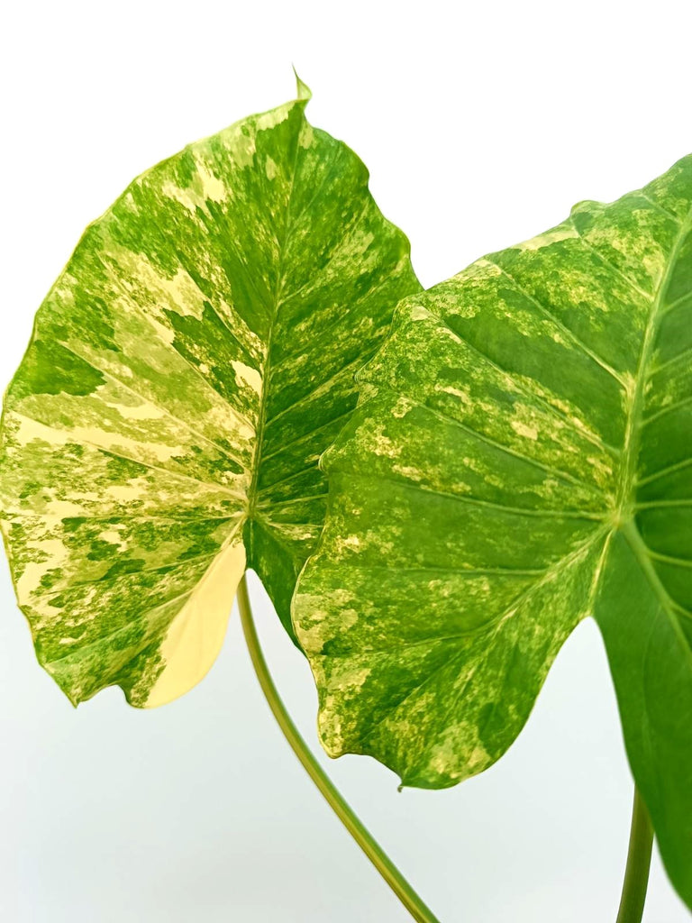 Alocasia odora variegata