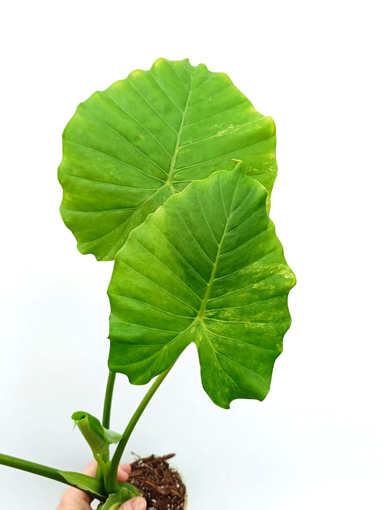 Alocasia odora variegata