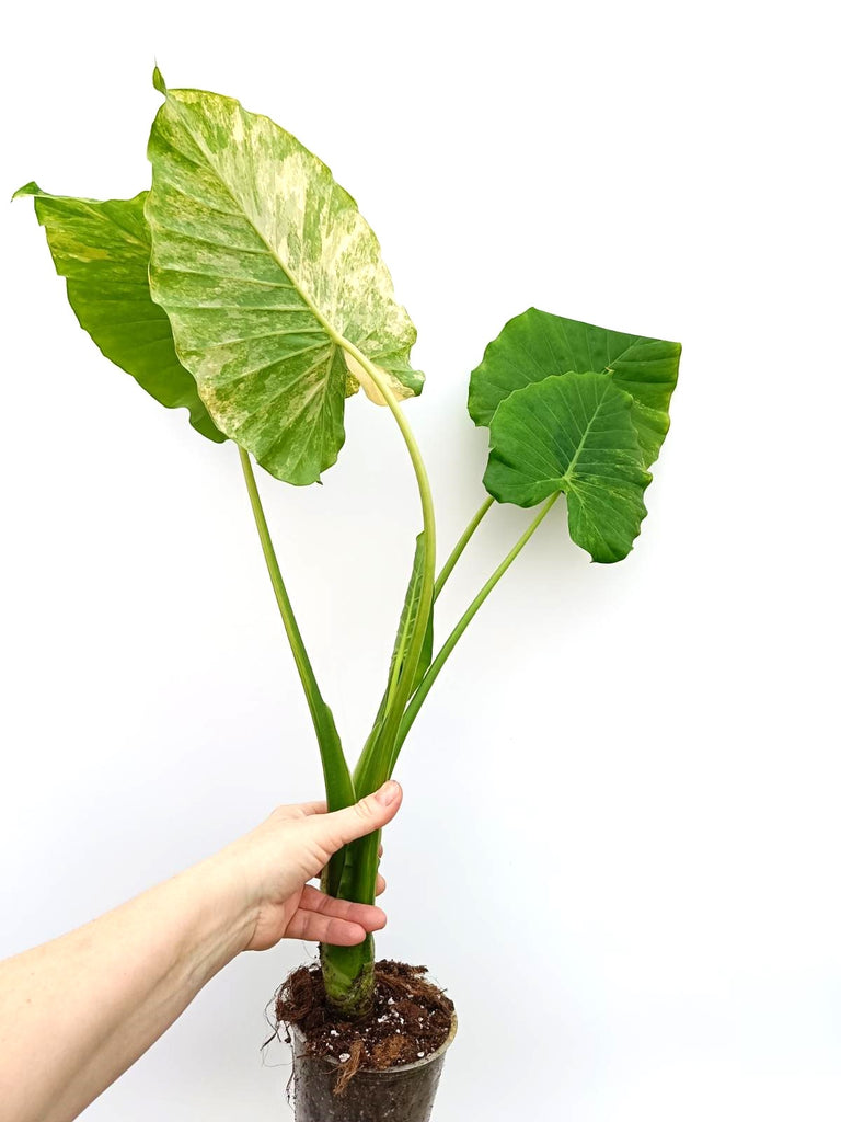 Alocasia odora variegata