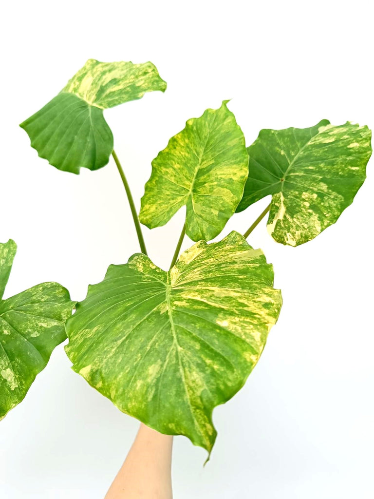 Alocasia odora variegata