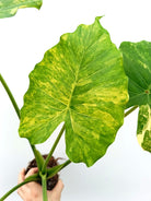 Alocasia odora variegata