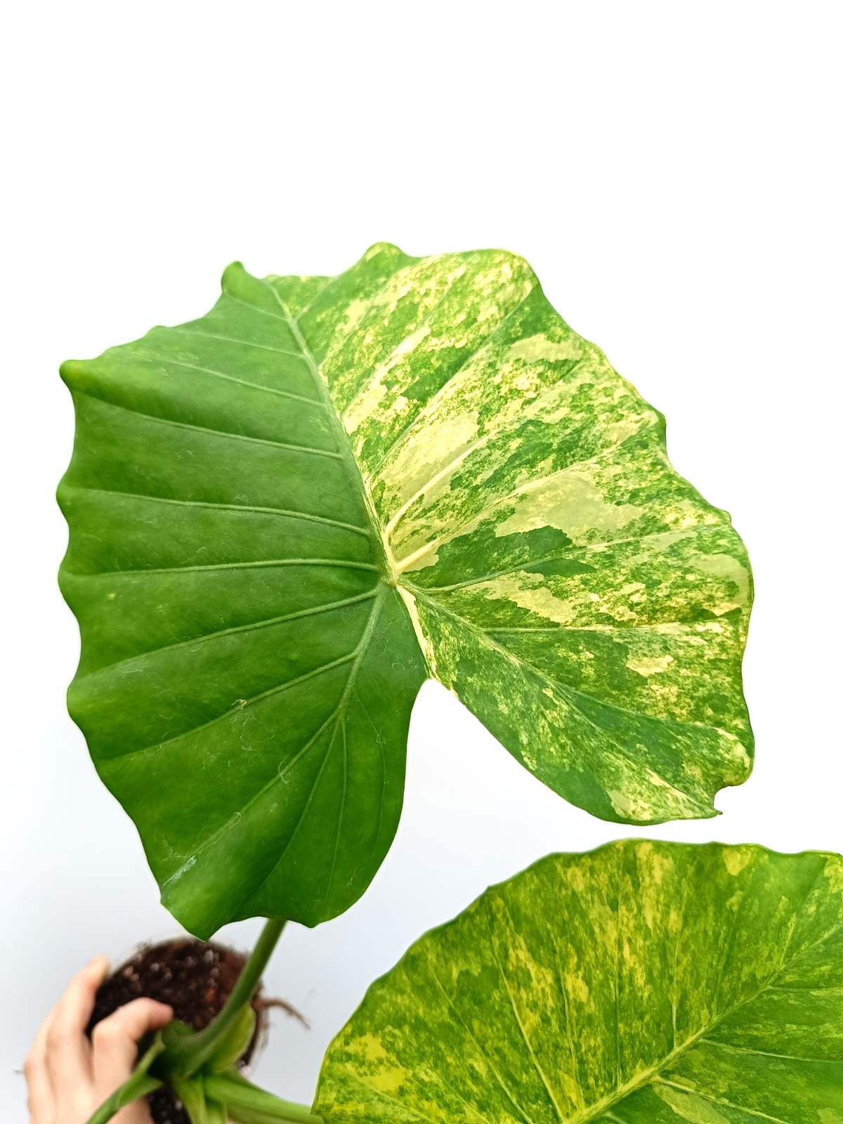 Alocasia odora variegata