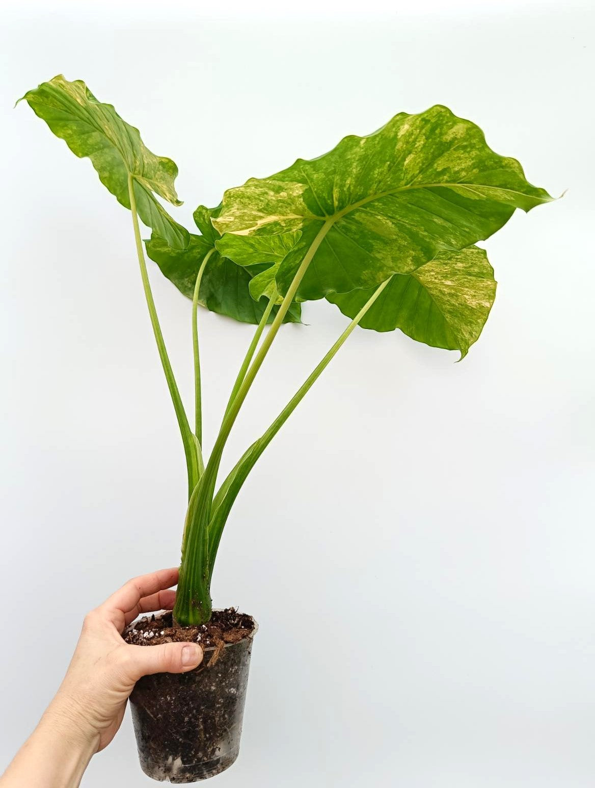 Alocasia odora variegata